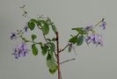 IMG_20160729_175428