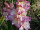 DSC09490