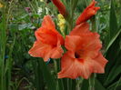 DSC09530