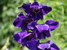 DSC09605