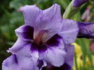 DSC09533