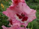 DSC09433