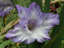 DSC09416