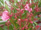 DSCN1030[1]