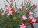 DSCN1033[1]