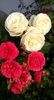 WP_20160727_258