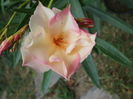 P6180048