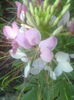 ABCD0009