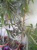 ABCD0003