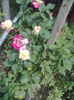 ABCD0008