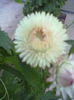 ABCD0009
