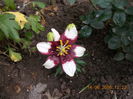 DSCN3063