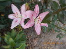 DSCN3129