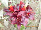 DSCN3154