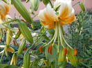 DSCN3173