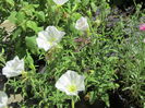 Oenothera speciosa