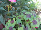 Oxalis
