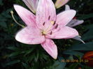 DSCN3207