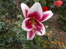DSCN3263