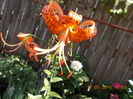 DSCN3275