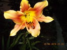 DSCN3244