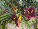 DSCN3266