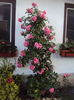 DSC04167