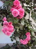 DSC04172