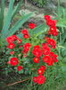 DSC04241