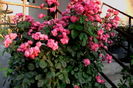 IMG_20160726_071521