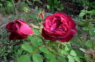 IMG_20160726_071501