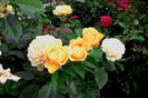 IMG_20160726_071410
