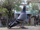 Guillermo