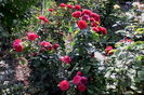 IMG_20160731_093716