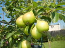 Pears_Pere Napoca (2016, July 14)