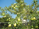 Pears_Pere Napoca (2016, July 14)