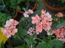 DSCN9768