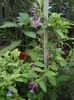 DSCN9786
