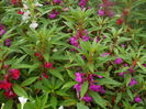 DSCN9796