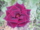 DSCN9818