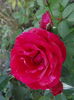 inrourat