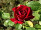 DSC09498