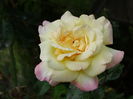 DSC09525