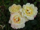 DSC09437