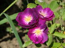 DSC09606