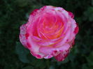 DSC09589