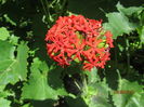 Lychnis calcedonica