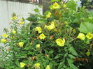 Oenothera biennis