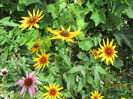 Rudbeckia