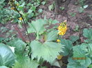 Liguraria